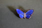 David Anderson butterfly brooch pin